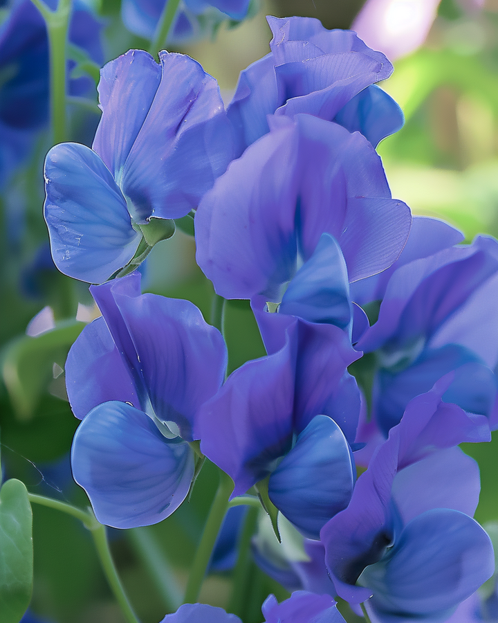Sweet Pea Royal Family Blue frø (Lathyrus odoratus) – enårig blomst