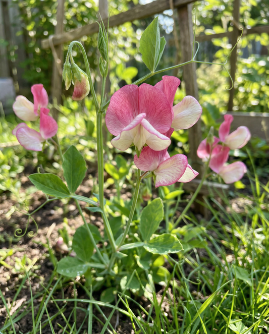 Lugtært Painted Lady Climber (Lathyrus odoratus) – frø til etårig klatreplante fra SeedsChoice