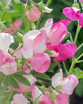 Sweet Pea Seeds Painted Lady Lathyrus Odoratus Annual Climber