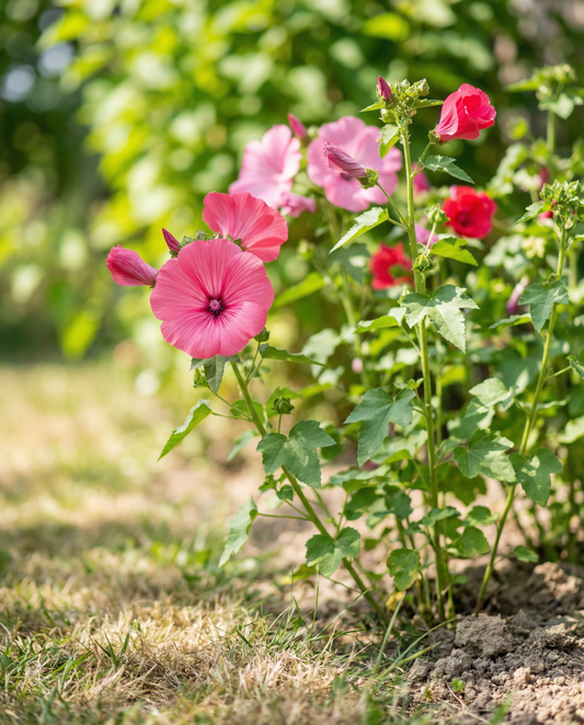 Katost Pink Red Mix (Lavatera trimestris) – frø til etårig blomst fra SeedsChoice