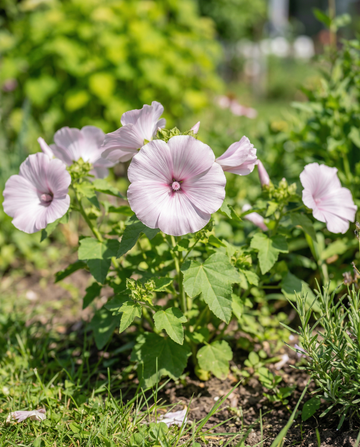 Katos Silver Cup (Lavatera trimestris) – etårige blomsterfrø fra SeedsChoice