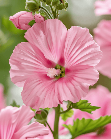 Katos Silver Cup frø (Lavatera trimestris) – etårig blomst