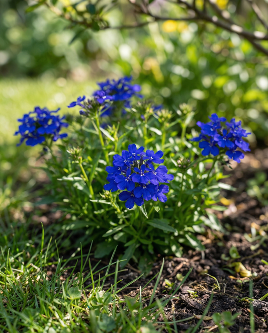 Crystal Palace (Lobelia erinus) – enårige blomsterfrø fra SeedsChoice