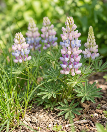 Lupin Pixie Delight Mixed (Lupinus nanus) – ettårig blanding frø fra SeedsChoice
