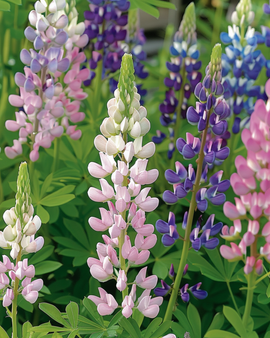 Lupin Pixie Delight frø Lupinus Nanus ettårig blanding