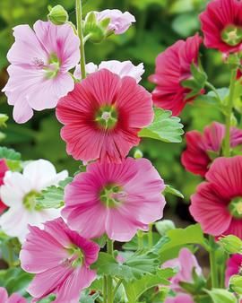 Malope frø – Malope Trifida etårig i blandede farver Grandiflora
