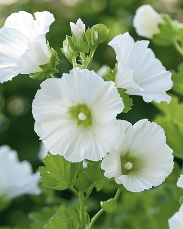 White Queen frø (Malope trifida) – etårig blomst
