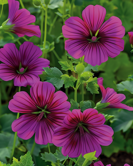 Malope Purple Queen frø – Malope Trifida etårig