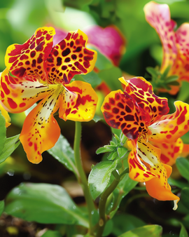 Monkey Flower Seeds Queen's Prize Mimulus Hybrida Annual Flower
