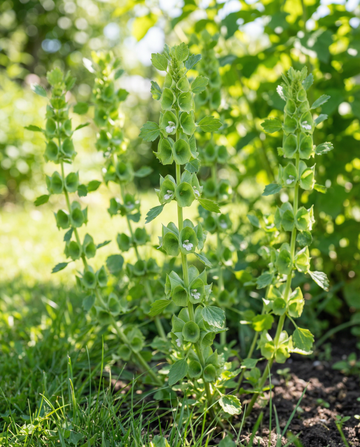 Molucella Irish Bells Cut (Moluccella laevis) – blomsterfrø fra SeedsChoice