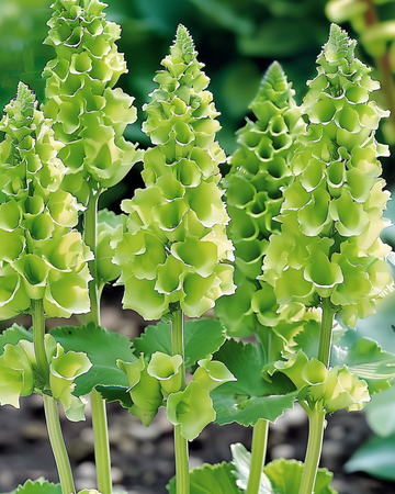 Molucella Irish Bells Cut frø (Moluccella laevis) – blomst