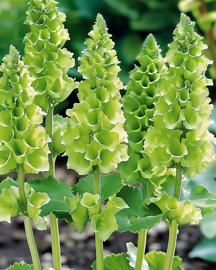 Molucella Irish Bells Cut frø (Moluccella laevis) – blomst