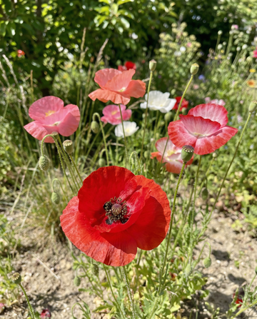 Valmue Mixed (Papaver rhoeas) – etårige blomsterfrø fra SeedsChoice