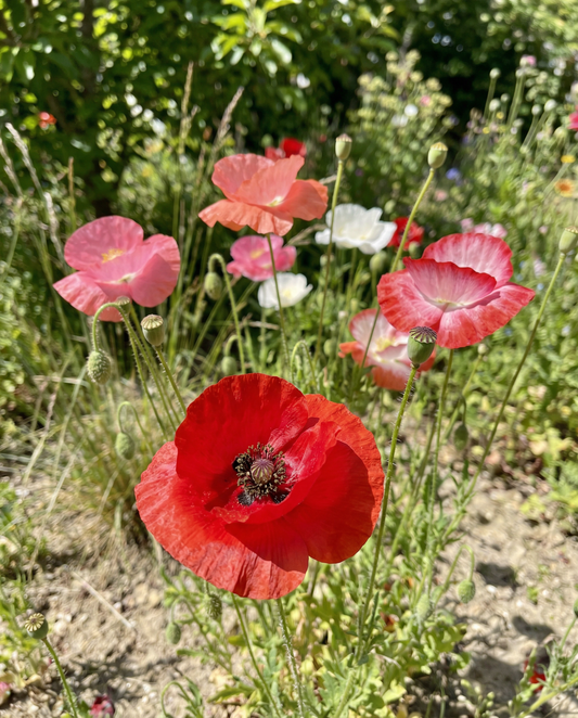 Valmue Mixed (Papaver rhoeas) – etårige blomsterfrø fra SeedsChoice