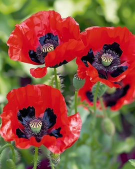 Poppy Lady Bird Seeds Papaver Commutatum Annual Flower
