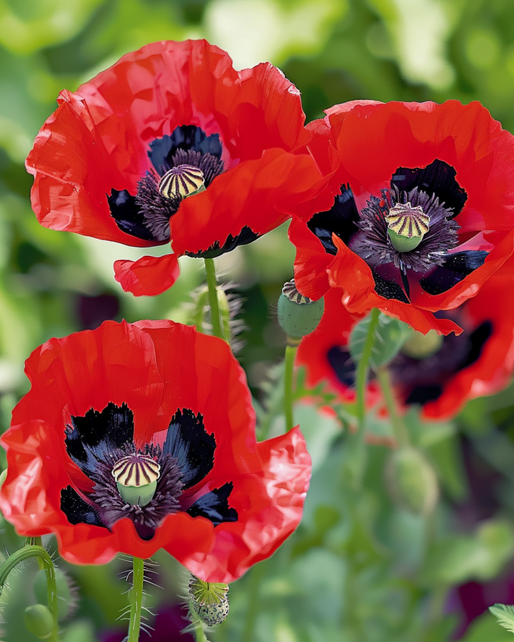 Valmue Lady Bird frø (Papaver commutatum) – etårig blomst