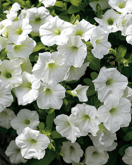 Hanging Petunia Seeds White Ramblin Petunia Hybrida Annual