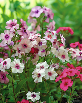 Phlox Cherry Caramel frø Phlox Drummondii etårig blomst