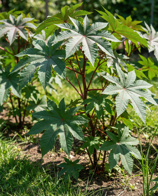 Wonderboom Fast Growing (Ricinus communis) – frø til enårige blomster fra SeedsChoice