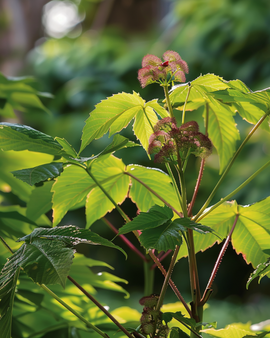 Annual Flower Seeds Wonderboom Annual Ricinus Communis Fast Growing