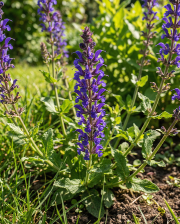 Engelsalvie New Dimension Blue (Salvia nemorosa) – staudefrø fra SeedsChoice