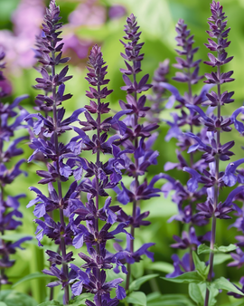 Meadow Sage Seeds Salvia Nemorosa Perennial New Dimension Blue