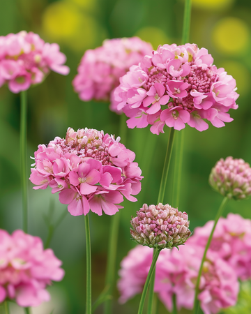Salmon Queen-frø (Scabiosa atropurpurea) – etårig blomst