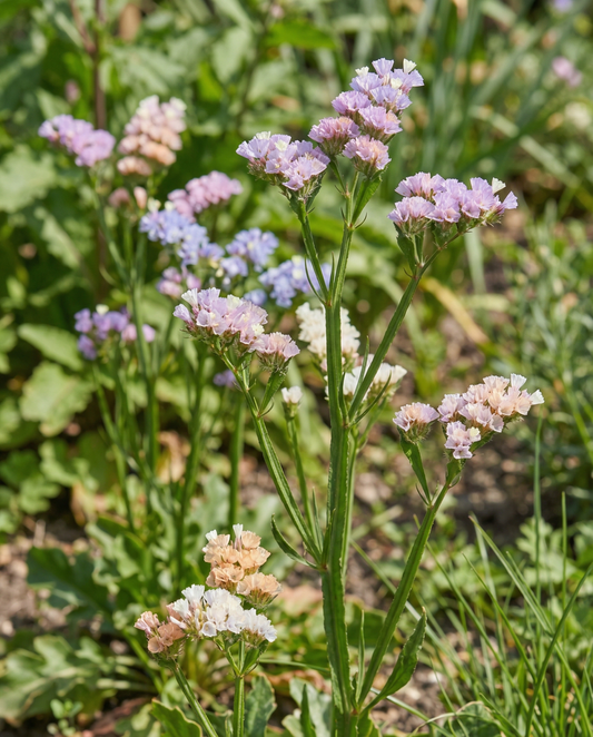 Strandlavendel Pacific (Limonium sinuatum) – enårige blandingsfrø fra SeedsChoice