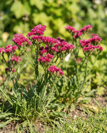 Strandlavendel Fortune Deep Rose (Limonium sinuatum) – enårige frø fra SeedsChoice