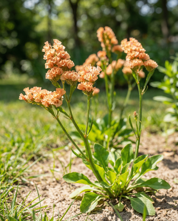 Strandlavendel Apricot Shades (Limonium sinuatum) – enårige frø fra SeedsChoice