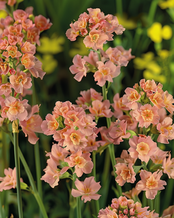 Strandlavendel Apricot Shades frø (Limonium sinuatum) – enårig