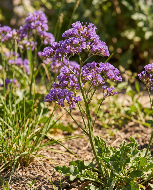 Strandlavendel Purple Attraction (Limonium sinuatum) – enårige blomsterfrø fra SeedsChoice