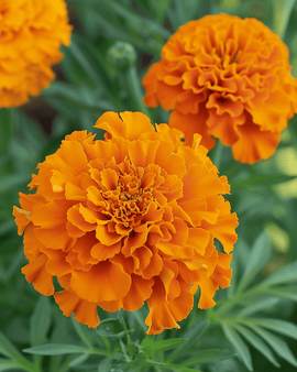 Afrikansk fløjlsblomst Hawaii frø Tagetes erecta etårig