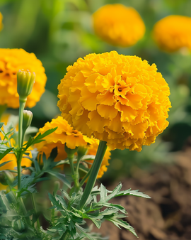 African Marigold Seeds Tagetes Erecta Annual Dwarf Golden Age