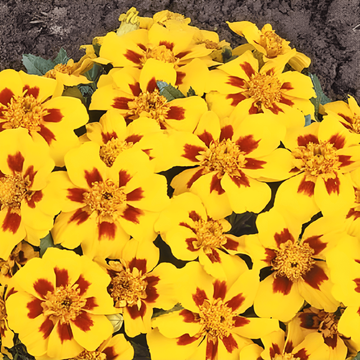 Fransk fløjlsblomst Naughty Marietta frø (Tagetes patula) – ettårig blomst
