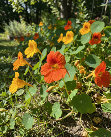 Nasturtium Glorious Gleam (Tropaeolum majus) – annual seeds from SeedsChoice