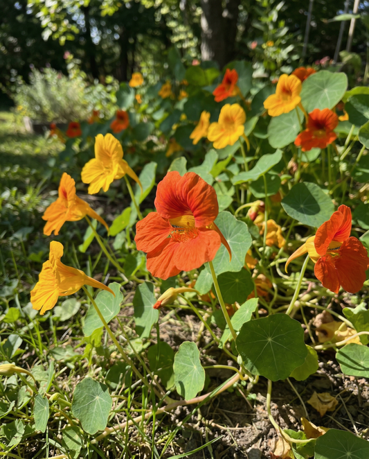 Blomsterkarse Glorious Gleam (Tropaeolum majus) – etårige frø fra SeedsChoice
