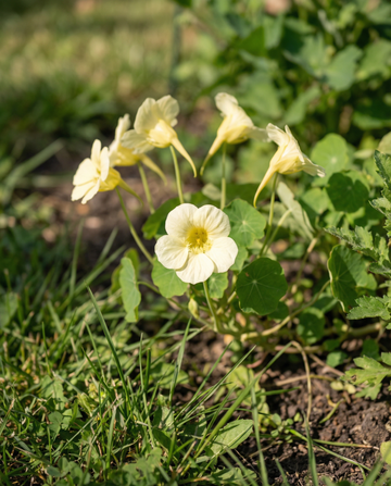 Blomsterkarse Milkmaid klatreplante (Tropaeolum majus) – enårige klatrefrø fra SeedsChoice