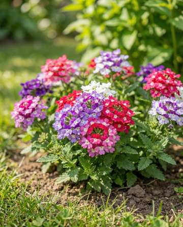 Colours Compact (Verbena hybrida) – etårig blandingsfrø fra SeedsChoice