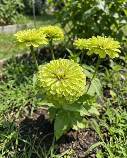 Envy (Zinnia elegans) – etårige frø fra SeedsChoice