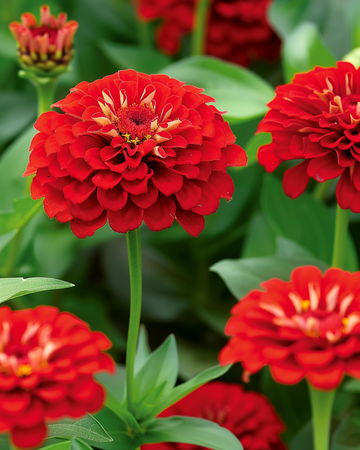 Scarlet Flame-frø (Zinnia elegans) – ettårig blomst