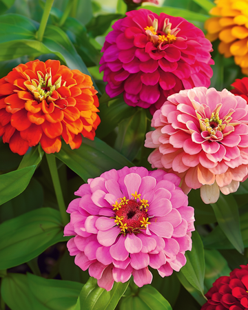 Giants Of California Mixed frø (Zinnia elegans) – etårig blanding