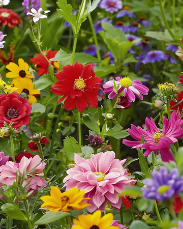 Cut Mixture Mix 60 To 80 Cm frø – årsblomster