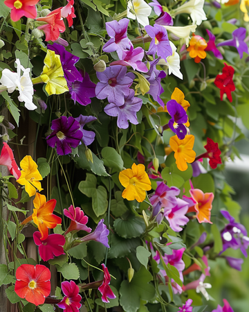 Klatreplanter blanding til espalier og hegnsdækning frø – enårig klatrer