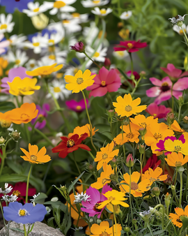 Colourful Flower Carpet Seeds Annual Mix