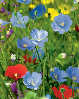 Wildflower Seeds Mix Annual Perennial Flowers 5g Pack