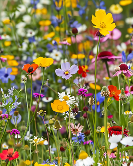 Blomsterfrø til græskanter – etårigt mix, 80 cm højde