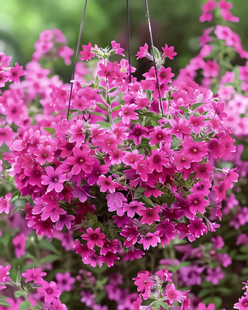 Nikkende limurtfrø Sibella Carmine (Silene pendula) – etårig