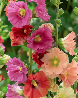 Stokrosefrø Antwerp Stars Mix Alcea rosea toårig