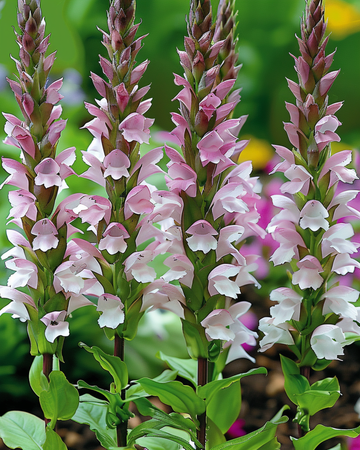 Bjørneklo frø (Acanthus mollis) – flerårig blomst